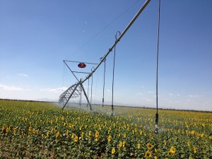 Atlantis Center Pivot Ayçiçeği Sulaması-Sunflower-1