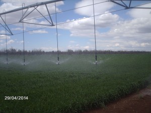 sudan irrigation