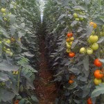 RESİM 515